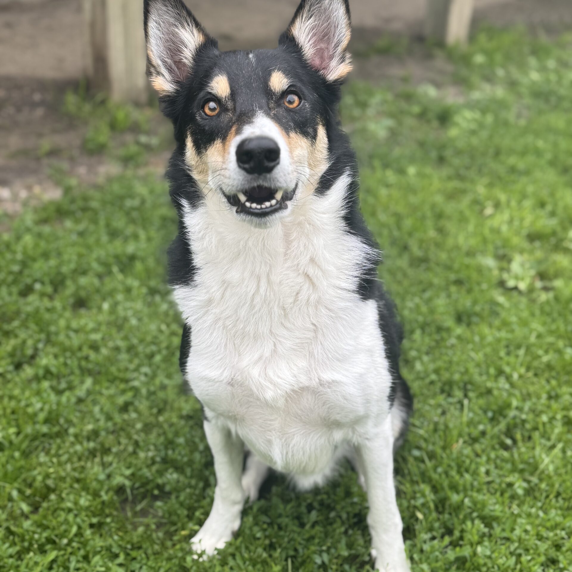 Dog-Boarding-Minnetrista-MN.