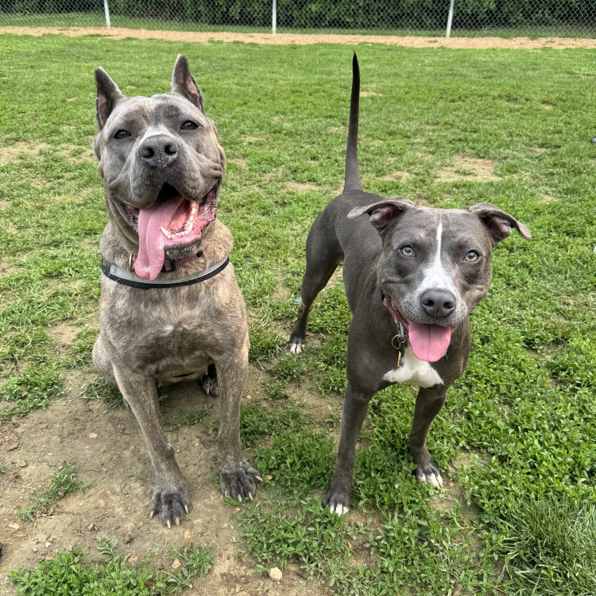 Pet-Boarding-Minnetrista-MN